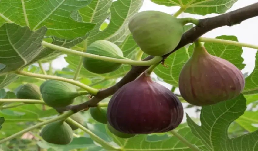 Fig cultivation will create wealth in the rainy season Fig cultivation will create wealth in the rainy season