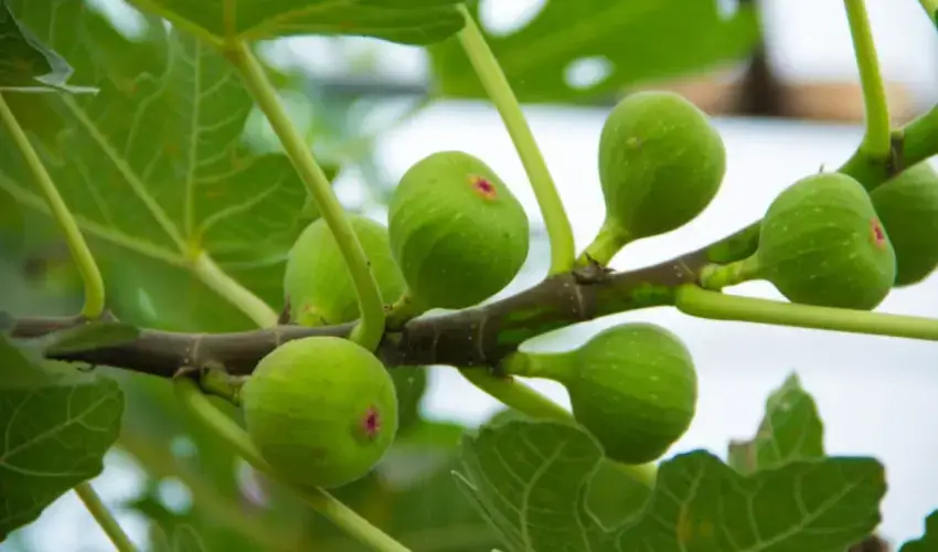 fig cultivation fig cultivation