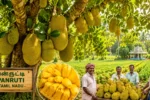Panruti Jackfruit Capital