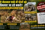 kuno national park bakra ghotala